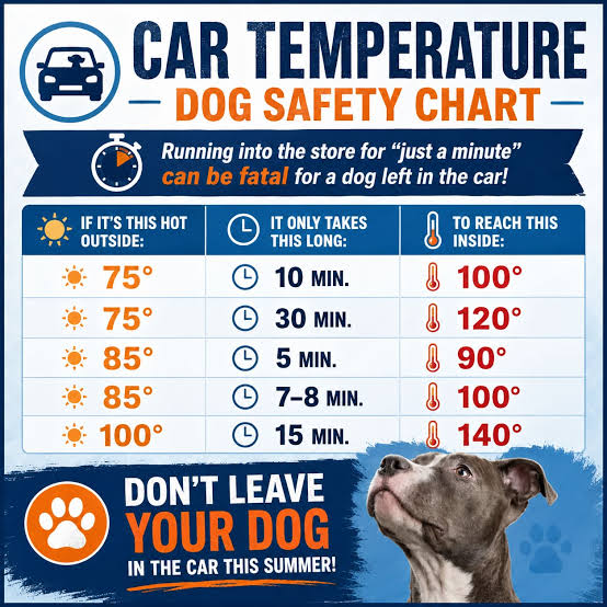 32 States Ban Dogs in Hot Cars — Silverado Case Shows Why